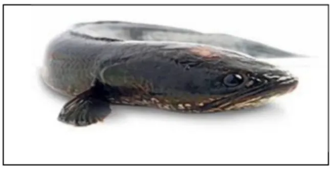 Gambar 2.3 Ikan Gabus (Kusumaningrum, 2014) 