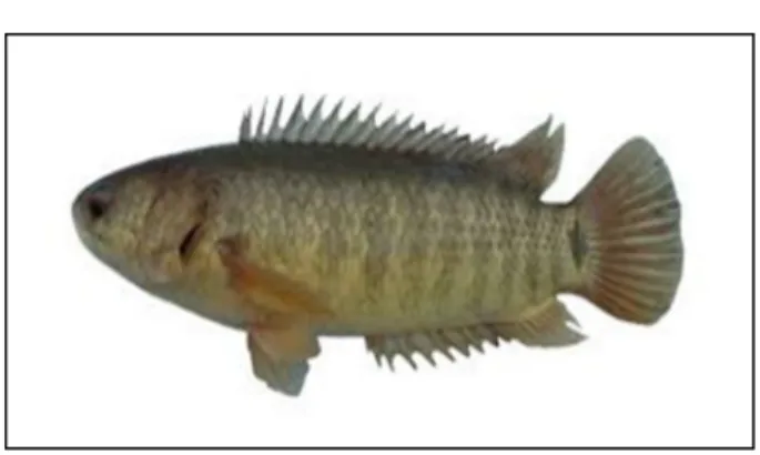 Gambar 2.4 Ikan Betok (Thoyibah, 2012) 