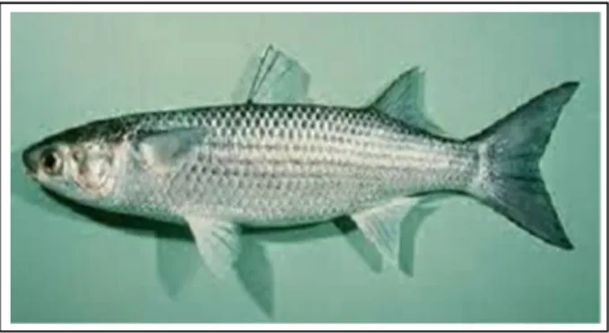 Gambar 2.11 Ikan Belanak (Sulistiono, 2001) 
