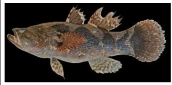 Gambar 2.12 Ikan Betutu (Effendi,2002) 