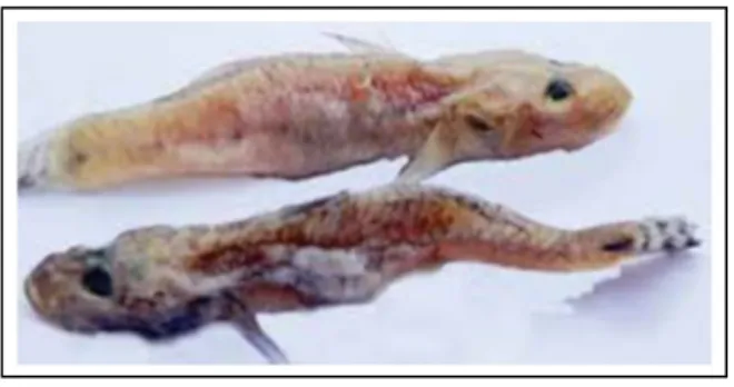 Gambar 2.13 Ikan Beloso (Unru, 2010) 
