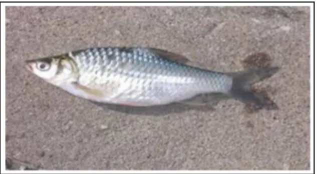 Gambar 2.15 Ikan Tawes (Khairuman, 2008) 