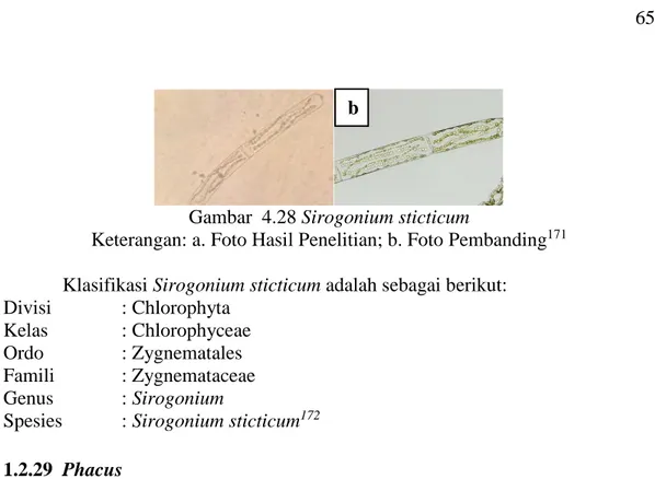Gambar  4.28 Sirogonium sticticum 