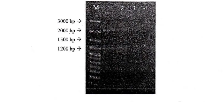 Gambar 1 HasH elektroforesis ekstrak DNA genom S. aureus (M= marker 100 bp plus DNA ladder; 1= S