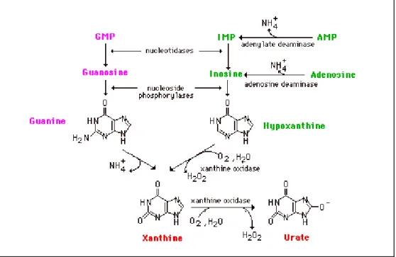 Gambar 2.2 Metabolisme purin menjadi asam urat (Murray dkk., 2003)  2.2 Penyakit Asam Urat 