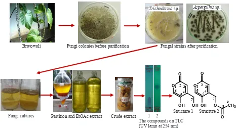 Figure 1. Brief isolation procedures of two lactones from ethyl acetate extract of Trichoderma sp