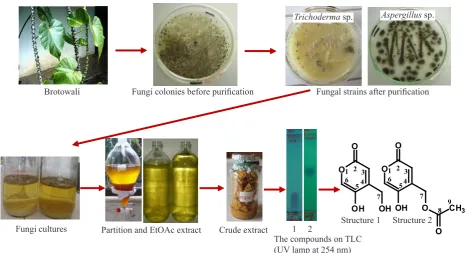 Figure 1. Brief isolation procedures of two lactones from ethyl acetate extract of Trichoderma sp