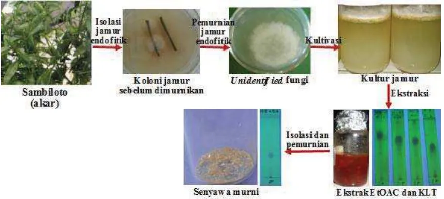 Gambar 1. Tahapan isolasi senyawa metabolit sekunder dari jamur endofitik akar tumbuhan sambiloto 