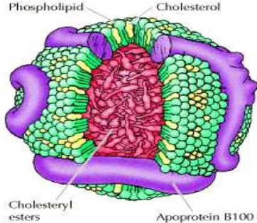 Gambar 2.1  Struktur Lipoprotein 