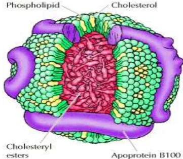 Gambar 2.1  Struktur Lipoprotein 