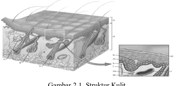 Gambar 2.1. Struktur Kulit (Sumber. Robbins and Cotran pathologic basis of disease, 2004) 