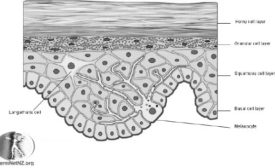 Gambar 2.2. Epidermis Section          (Sumber.  http://www.dermatology.about.com, 2009) 