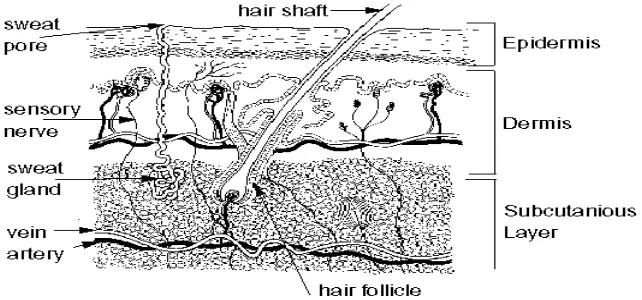Gambar 2.3. Dermis Section          (Sumber.  http://www.dermatology.about.com, 2009) 