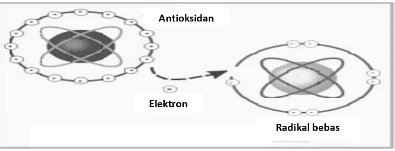 Gambar 2.3. Mekanisme Kerja Antioksidan Dalam Menetralkan Radikal Bebas  