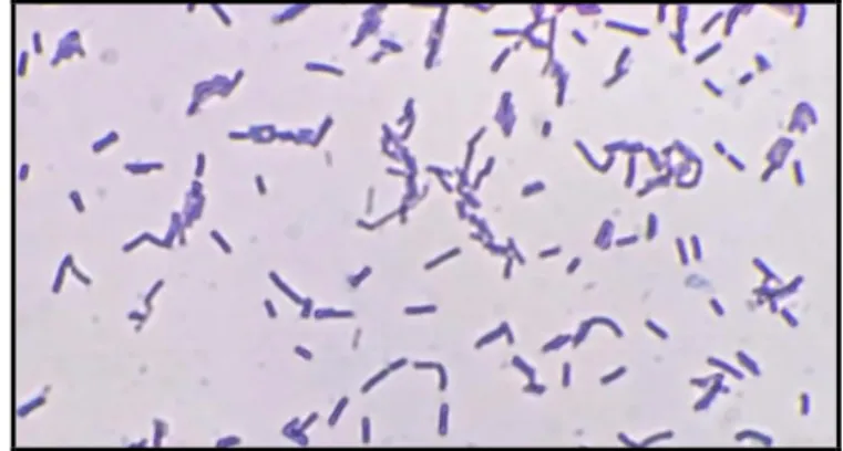 Gambar 1. Pengamatan pewarnaan Gram Bakteri Asam Laktat dengan kode  isolat S3PP7 pada perbesaran 1000X diperoleh sel berwarna ungu.