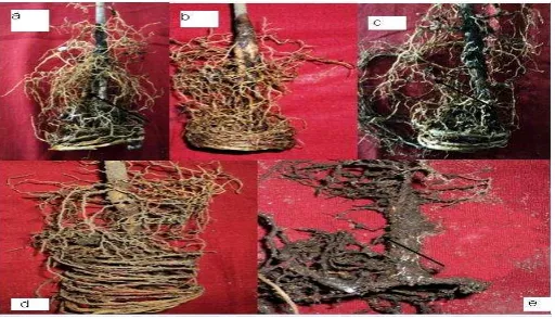 Figure 1. Effect of T. viride compost on R. microporus the pathogen of white root disease on rubber