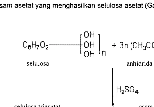 Gambar 1  Reaksi asetilasi selulosa asetat (Anonim 2005). 