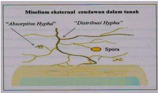 Gambar 2.  Struktur hifa eksternal dalam tanah (Brundrett, 2004).