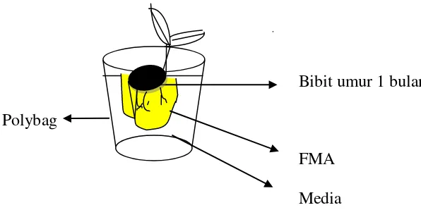 Gambar 2.   Inokulasi FMA dan penanaman bibit kelapa sawit. 