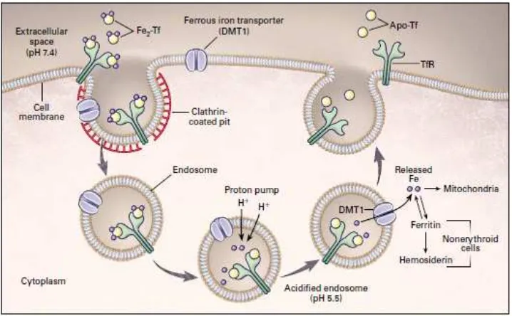 Gambar 2.4. Siklus Transferin (sumber: Andrews, N. C., 1999. Disorders of Iron Metabolism