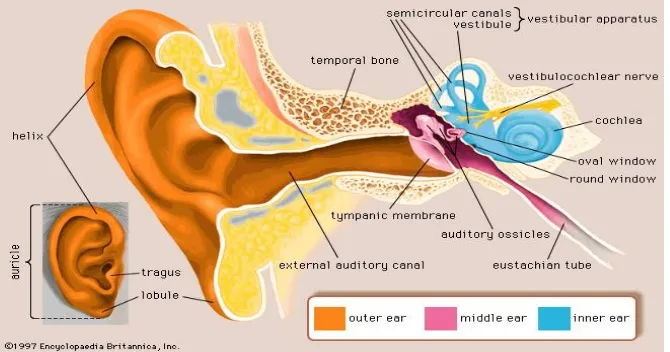 Gambar 2.1 Anatomi Telinga 19
