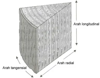 Gambar II.1 bentuk gambar arah tangensial, Radial dan longitudinal 
