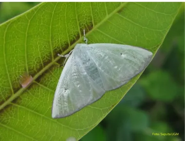 Gambar 5, Kepala ulat bulu Arctornis sp. posisi aktif