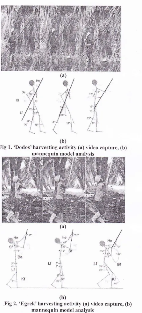 Fig 2. 'Egrek' harvesting activity (a) video capture, (b)