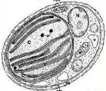 Gambar 2.2. Morfologi sel Nannochloropsis sp(Adehog, 2001)