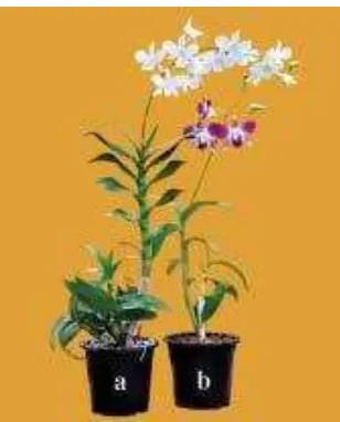 Gambar 2.  Tampilan bunga anggrek Dendrobium Shavin White (a) dan Sonia (b). 