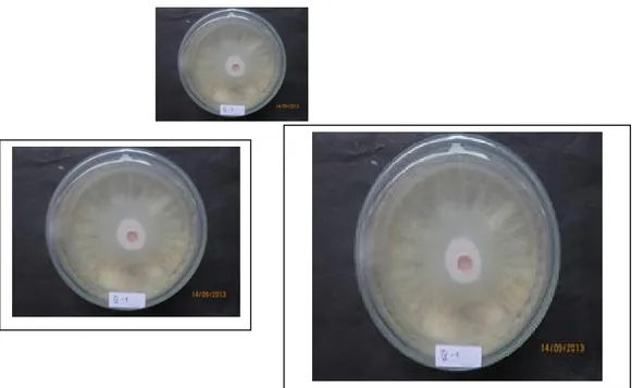 Gambar 1. Uji antibiosis volatil F. oxysporum pada medium PDA pada hari ke-5 oleh Trichoderma sp.1.