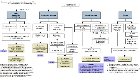 Gambar 2.4   Patofisiologi Perubahan Organ pada Menopause  Menyebabkan  Penurunan  Estradiol  (E2)  Menimbulkan Pengaruh pada Sintesa Kolagen