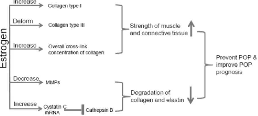 Gambar 3.1. Estrogen dan Metabolisme Kolagen  