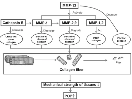 Gambar 3.2   Matriksmetalloproteinase (MMP) Menurunkan  Kolagen  dalam  Jaringan  Penyokong  Dasar  Panggul