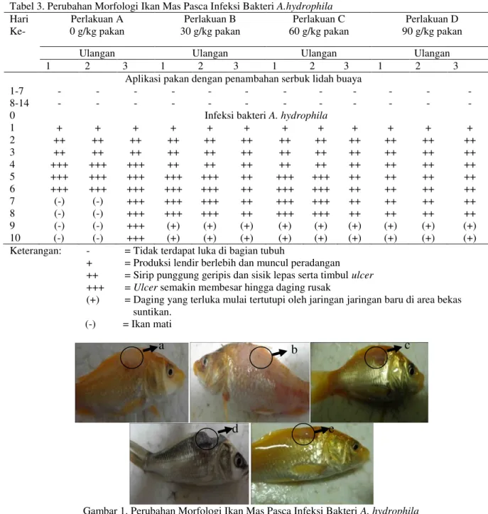Gambar 1. Perubahan Morfologi Ikan Mas Pasca Infeksi Bakteri A. hydrophila 