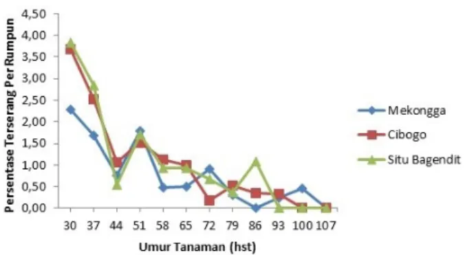 Gambar 1.Fluktuasi rata- rata persentase serangan penggerek  batang padi kuning  (PBPK) Scirpophaga incertulas Walker  pada tiga varietas tanaman padi pada musim tanam Desember  2016-Maret 2017 di Desa Kemumu, Kabupaten Bengkulu Utara 