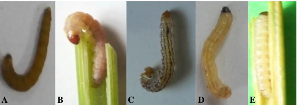 Gambar 2. Larva Scirpophaga  incertulas (A), Sesamia inferens (B), Chilo suppressalis (C), Chilo polychrysus (D),  Scirpophaga  innotata  (E).