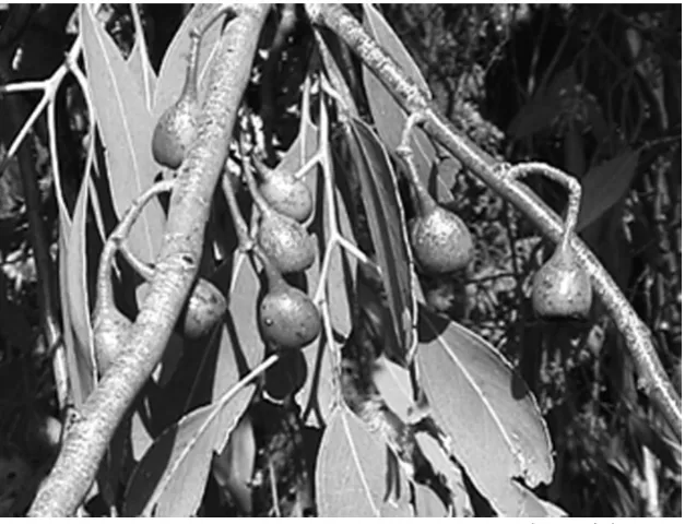 Gambar 1.18Ekaliptus merupakan ﬂora khas  