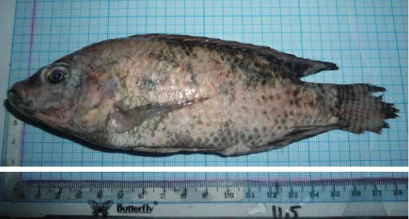 Gambar 2. Morfologi Ikan Nila (O. niloticus)     