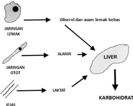 Gambar 2.2 Glukoneogenesis hepatik (Chiolero et al., 1997) 