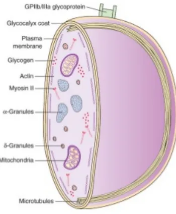 Gambar 1. Struktur Trombosit 