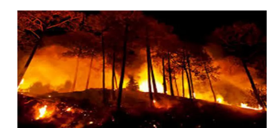 Gambar 2.1 Hutan terbakar a. Erosi, banjir, tanah longsor