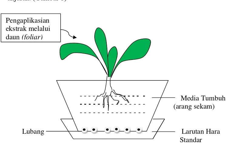 Gambar 1. Sketsa pot percobaan tempat tumbuh tanaman sawi