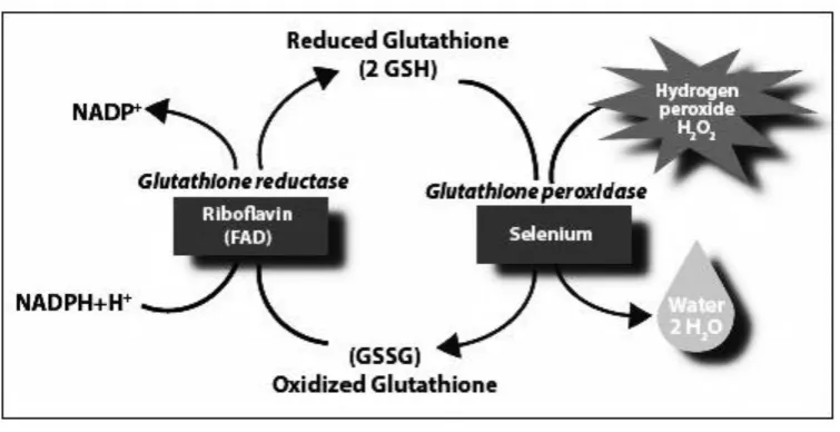 Gambar (1): Mekanisme oksidasi glutation peroksidase 