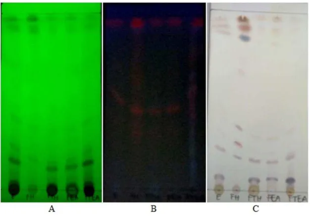 Figure 1. Thin layer chromatography profile of Brotowali ethanolic extract and its fraction on silica gel 60 