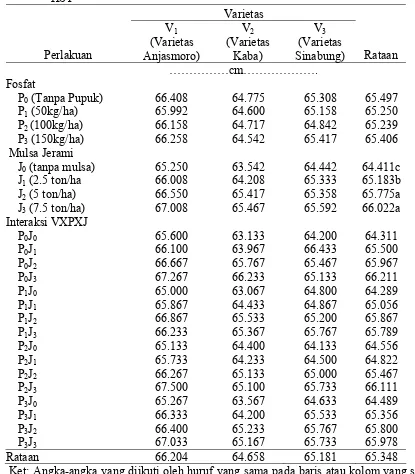 Tabel 1. Tinggi tanaman (cm) pada perlakuan varietas, fosfat dan jerami pada umur 72 HST 