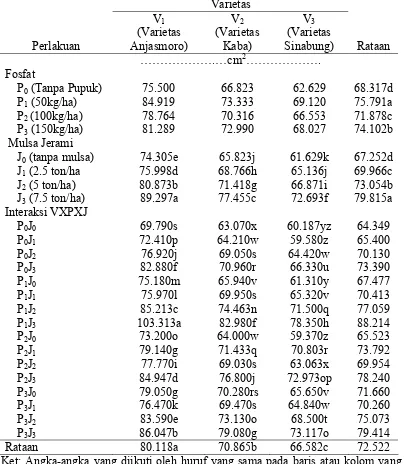 Tabel 2. Total luas daun (cm2) pada perlakuan varietas, fosfat dan mulsa jerami pada umur 18 HST 