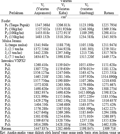 Tabel 3. Total luas daun (cm2) pada perlakuan varietas, fosfat dan mulsa jerami pada umur 36 HST