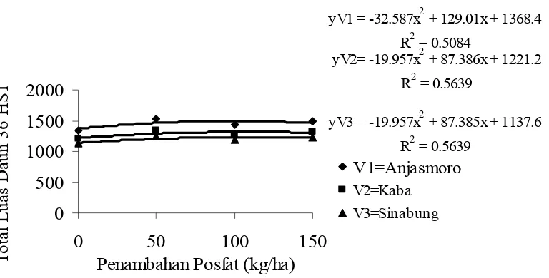 Gambar 5. Hubungan penambahan fosfat terhadap total luas daun 36 HST pada setiap 