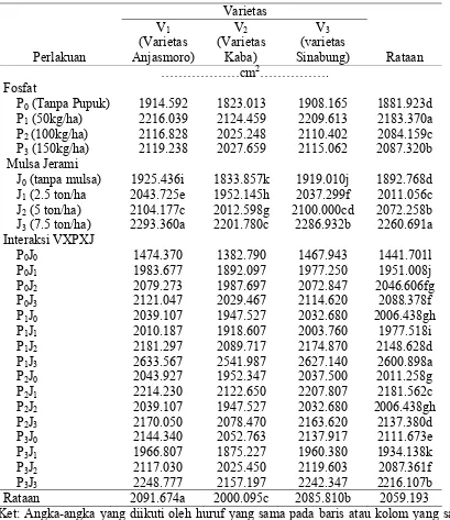 Tabel 4. Total luas daun (cm2) pada perlakuan varietas, fosfat dan mulsa jerami pada umur 54 HST